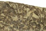 Fossil Fish (Gosiutichthys) Mortality Plate - Wyoming #261927-1